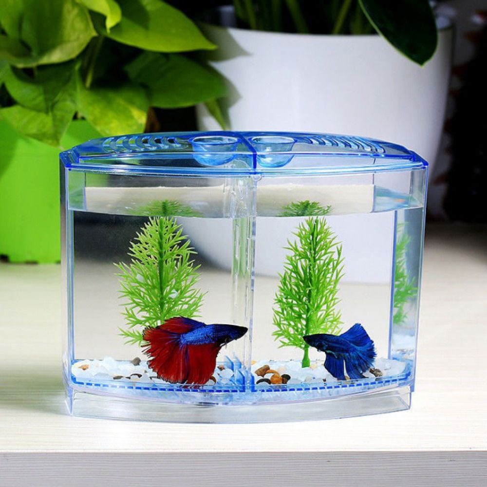 Betta Fish Tank - Poisson Betta précieux transparent, aquarium Guppy