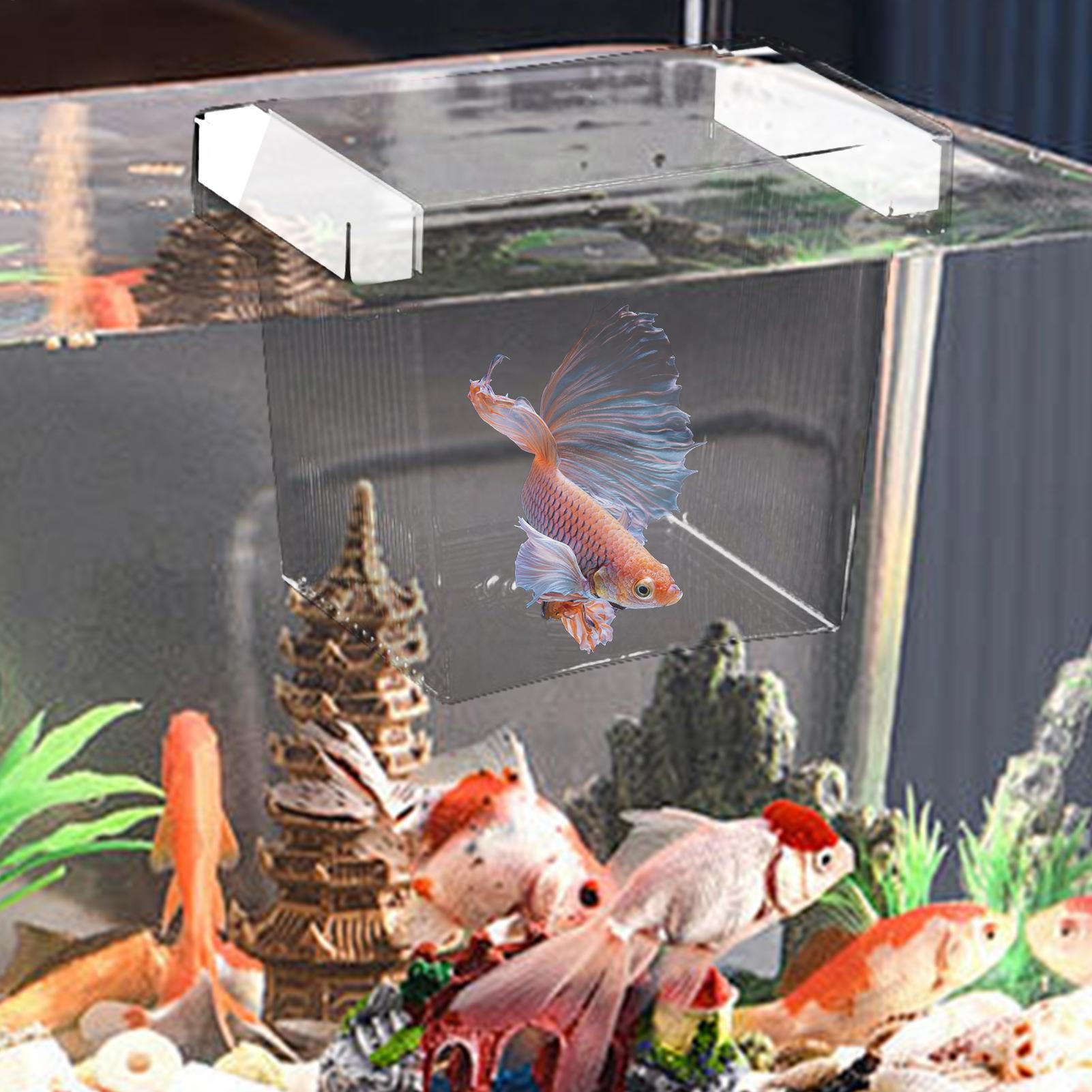 Boîte d'isolement flottante po - Betta Fish Tank avis et prix