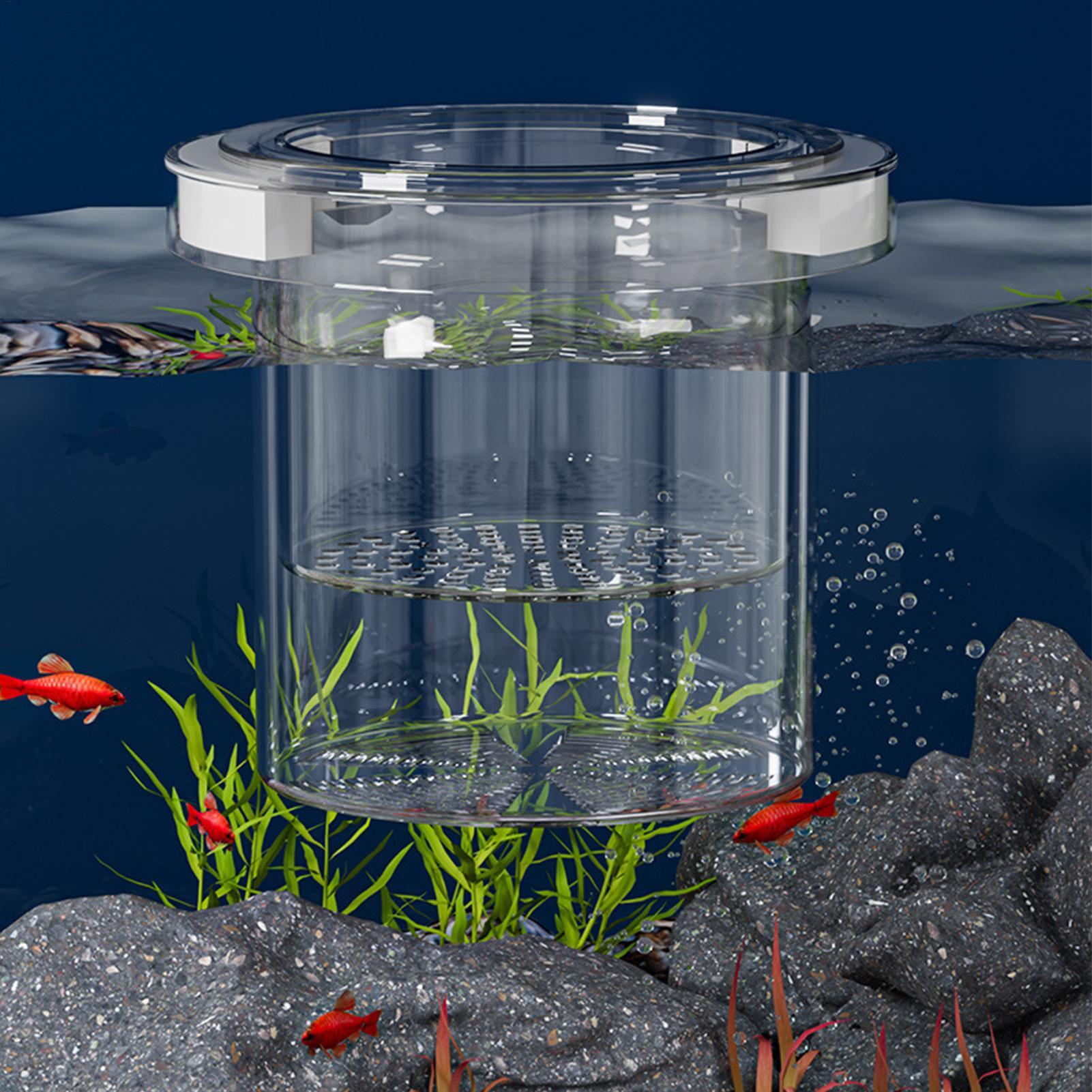 Boîte d'isolement flottante po - Betta Fish Tank avis et prix