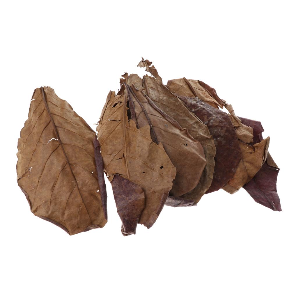 Feuilles d'amande indienne mar - Betta Fish Tank avis et prix
