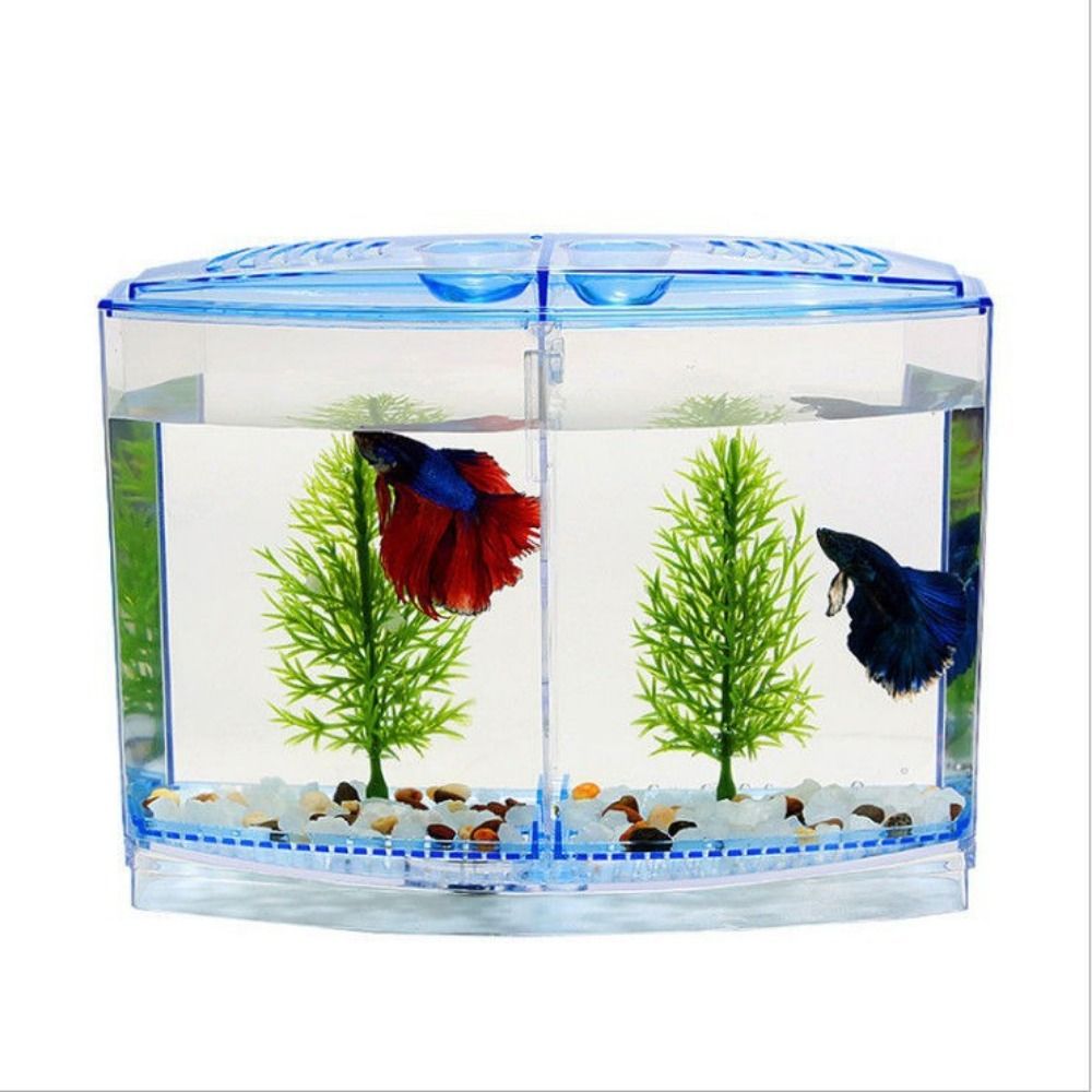 Poisson Betta précieux transpa - Betta Fish Tank avis et prix