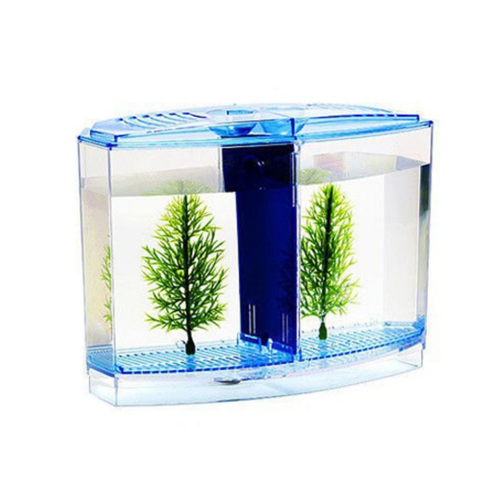 Poisson Betta précieux transpa - Betta Fish Tank avis et prix