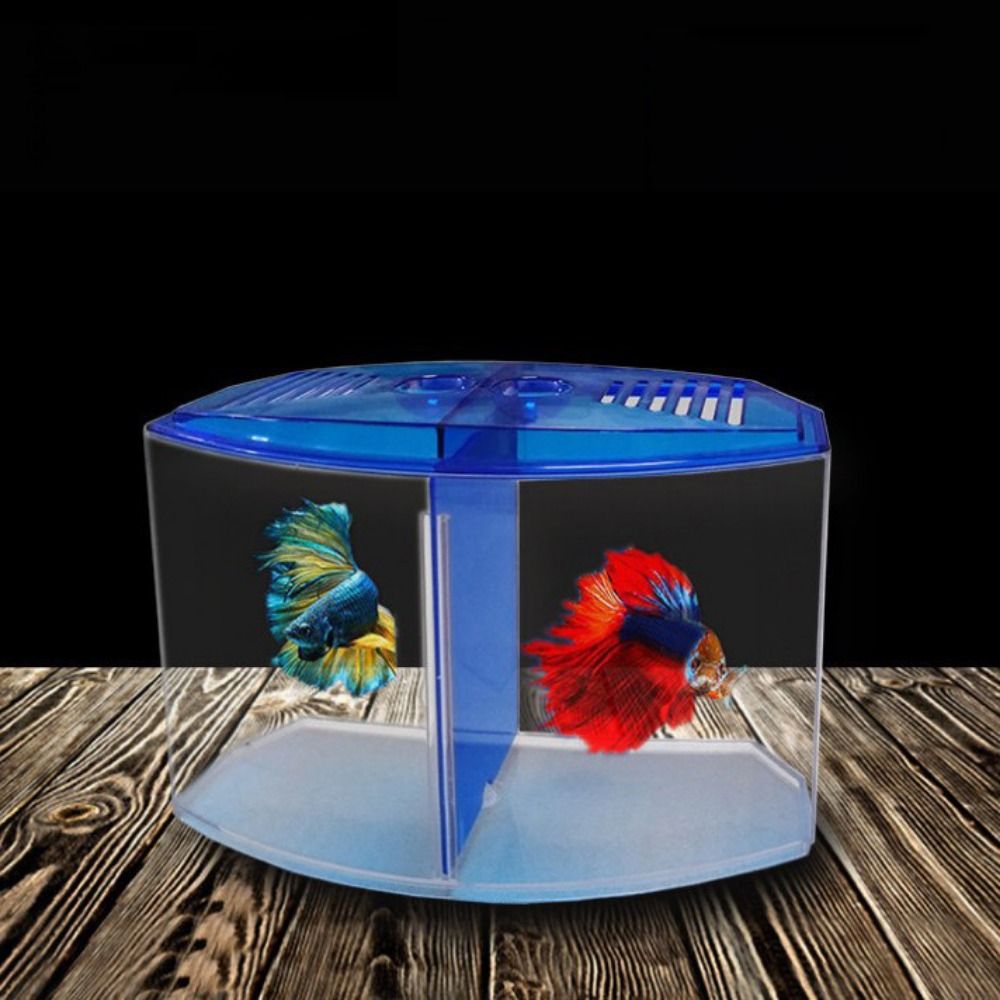 Poisson Betta précieux transpa - Betta Fish Tank avis et prix