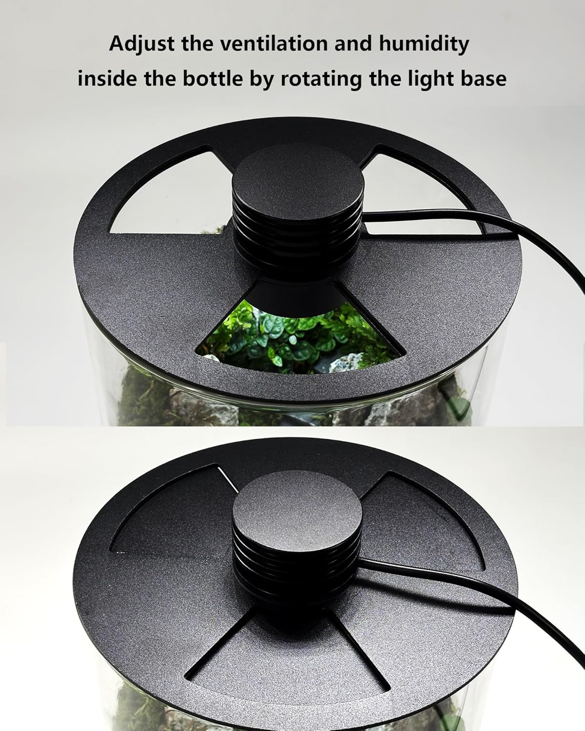 Terrarium en verre d'intérieur - Betta Fish Tank avis et prix