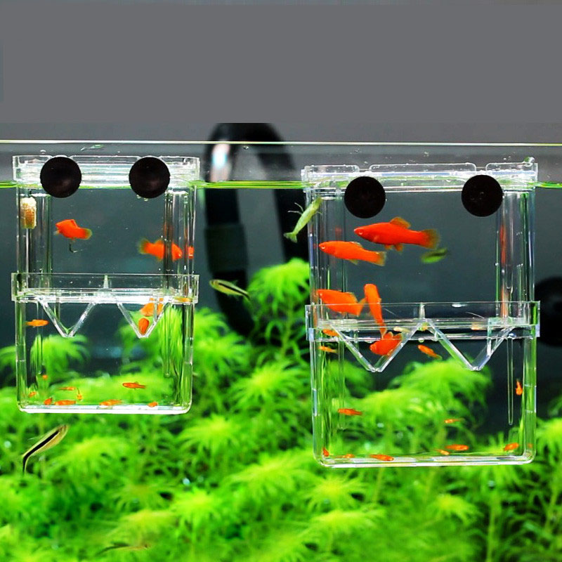Boîte d'isolation pour élevage - Betta Fish Tank avis et prix